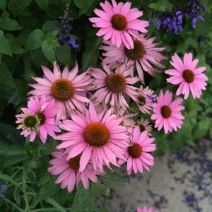 Meet your Posher, Aval